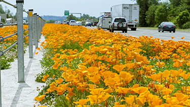 Flowers in highway median