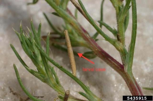 /oda/Weeds/Biocontrol%20Agent%20Images/_w/COKL5435915ODA_jpg.jpg