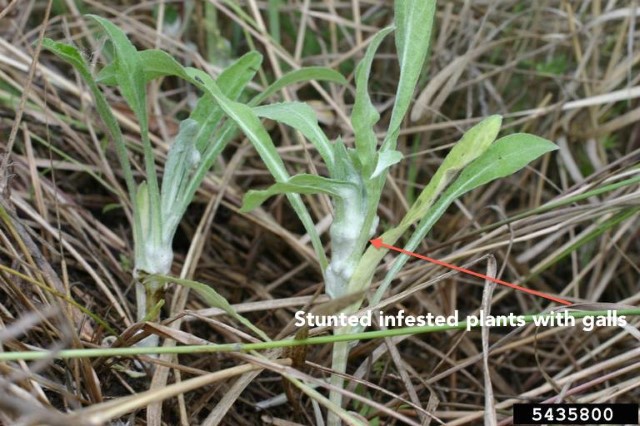 /oda/Weeds/Biocontrol%20Agent%20Images/_w/SUPI5435800ODA_jpg.jpg