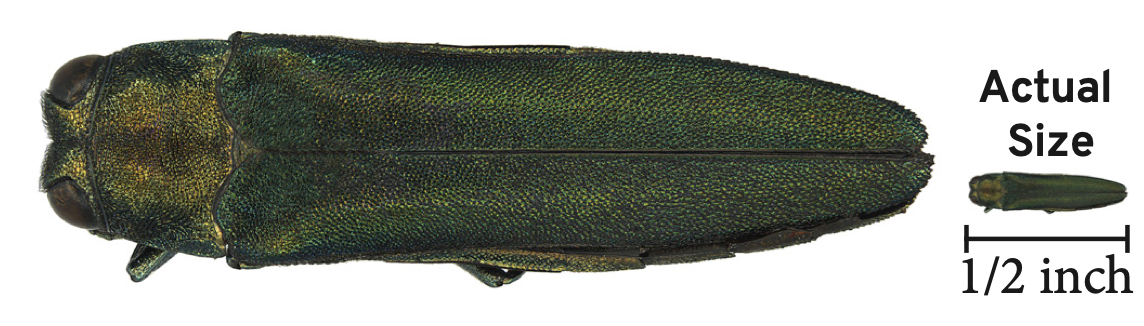 Emerald Ash Borer (EAB) Specimen