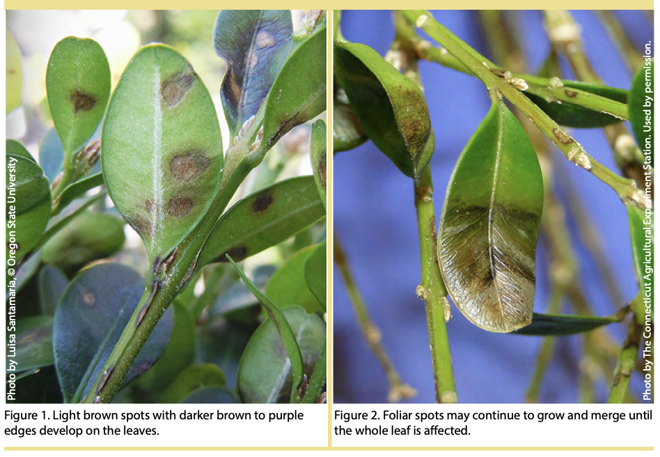 OSU Boxwood blight symptoms.png