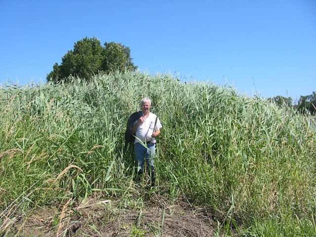 Glyphosate-resistant tumbleweed discovered in NE Oregon, Oregon