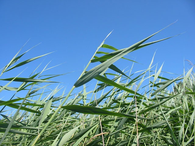 Glyphosate-resistant tumbleweed discovered in NE Oregon, Oregon