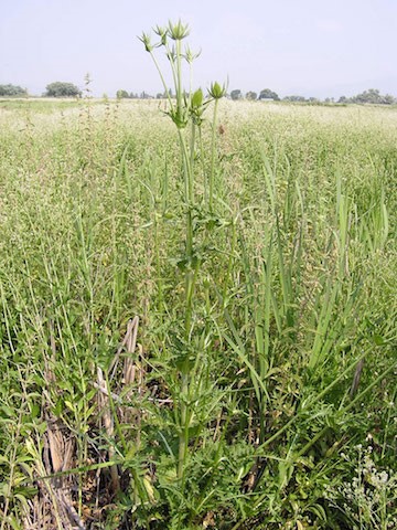 Glyphosate-resistant tumbleweed discovered in NE Oregon, Oregon