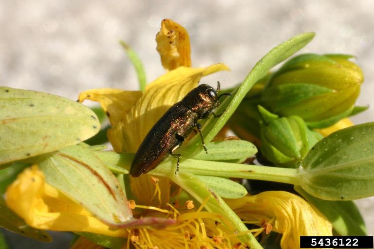 St. Johnswort Root Borer