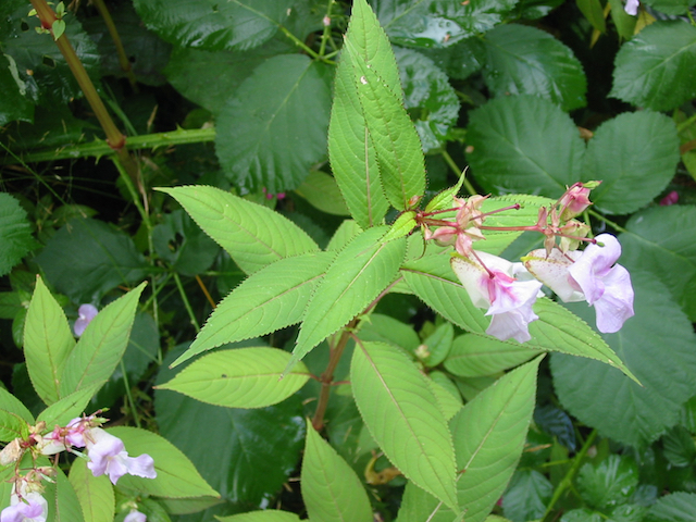 /oda/weeds/oregon-noxious-weeds/noxious%20weeds%20images/policeman's%20helmet_plt2_gm.jpg