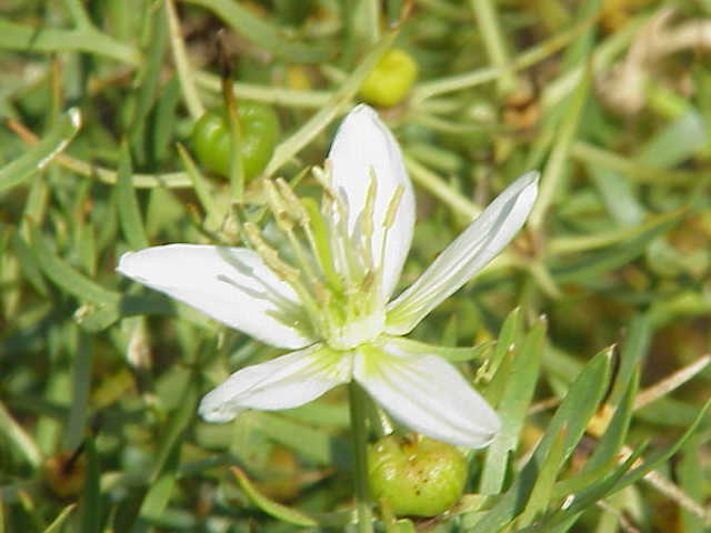 /oda/weeds/oregon-noxious-weeds/noxious%20weeds%20images/africian%20rue%20flower.jpg