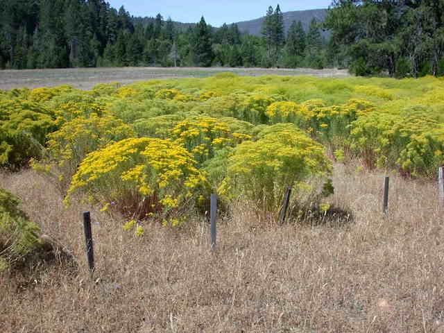 /oda/weeds/oregon-noxious-weeds/noxious%20weeds%20images/alyssum_inf_ka.jpg