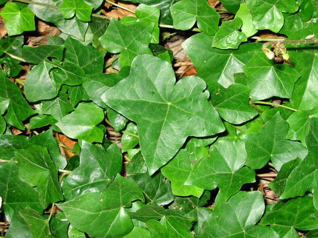 /oda/weeds/oregon-noxious-weeds/noxious%20weeds%20images/atlanticivy_leaf_tf.jpg