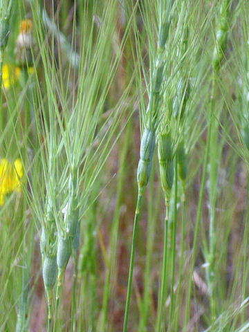 /oda/weeds/oregon-noxious-weeds/noxious%20weeds%20images/barbedgoatgrass1.jpg