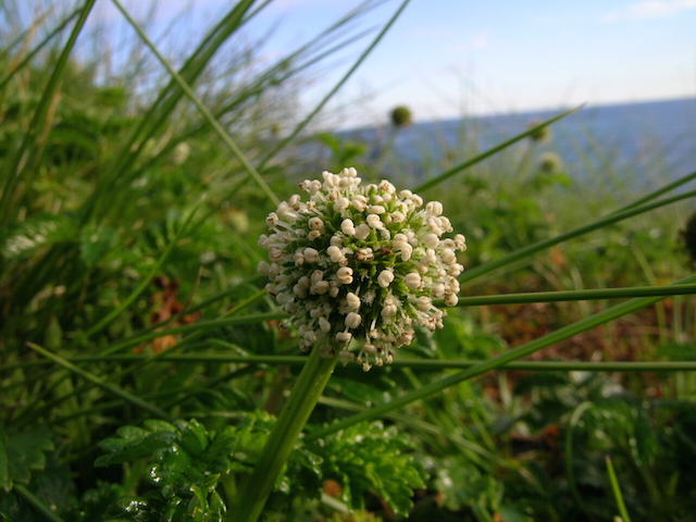 https://stage-auth.oregon.gov/oda/weeds/oregon-noxious-weeds/noxious%20weeds%20images/biddybiddy2.jpg