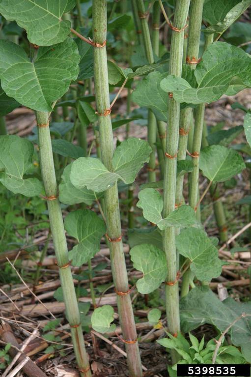 /oda/weeds/oregon-noxious-weeds/noxious%20weeds%20images/bohemianknotweedcane_robertvidéki.jpg