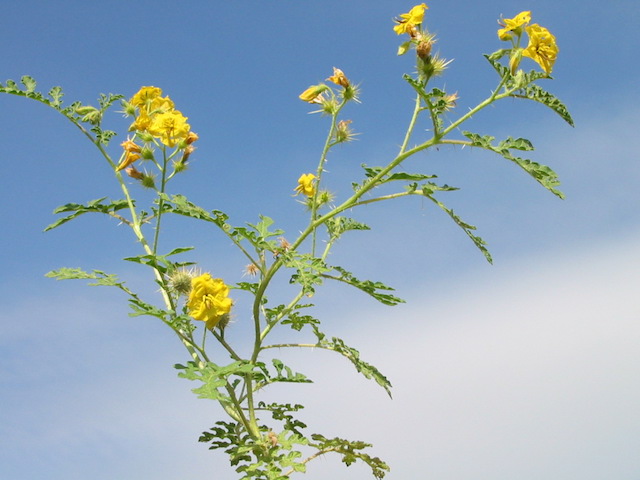 /oda/weeds/oregon-noxious-weeds/noxious%20weeds%20images/buffalobur_plt1_tf.jpg