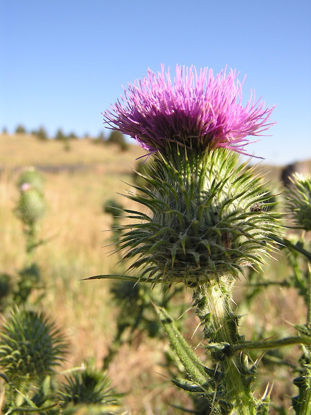 /oda/weeds/oregon-noxious-weeds/noxious%20weeds%20images/bullthistle_flower.jpg