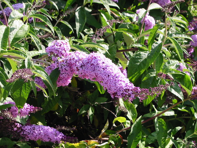 /oda/weeds/oregon-noxious-weeds/noxious%20weeds%20images/butterflybushflwr_tf.jpg