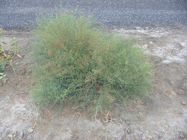 /oda/weeds/oregon-noxious-weeds/noxious%20weeds%20images/camelthorn1_ds.jpg