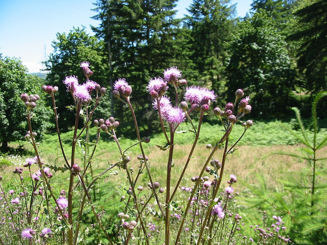 /oda/weeds/oregon-noxious-weeds/noxious%20weeds%20images/canadathistleflwr_gm_lg.jpg