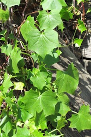 /oda/weeds/oregon-noxious-weeds/noxious%20weeds%20images/capeivy1439_cp.jpg