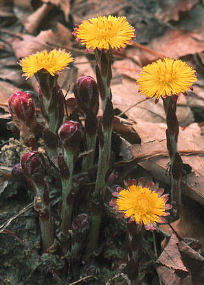 /oda/weeds/oregon-noxious-weeds/noxious%20weeds%20images/coltsfoot_plt_2bnthewil.jpg