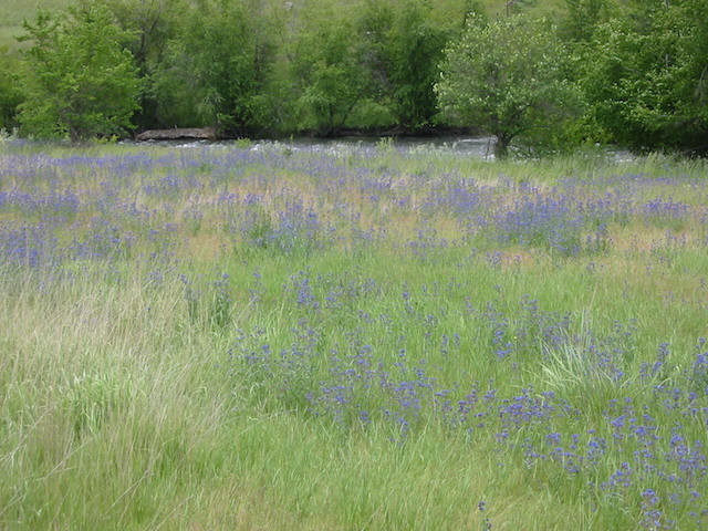 /oda/weeds/oregon-noxious-weeds/noxious%20weeds%20images/commonbugloss_inf1_ds.jpg