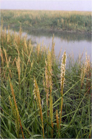 /oda/weeds/oregon-noxious-weeds/noxious%20weeds%20images/commoncordgrass_inflor_hacker.jpg