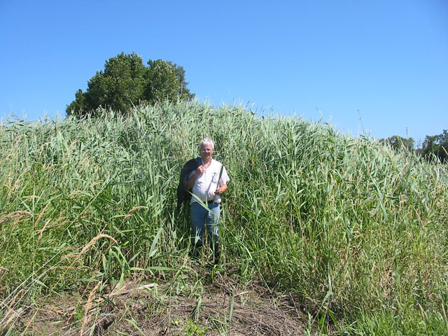 /oda/weeds/oregon-noxious-weeds/noxious%20weeds%20images/commonreed_inf_gm.jpg