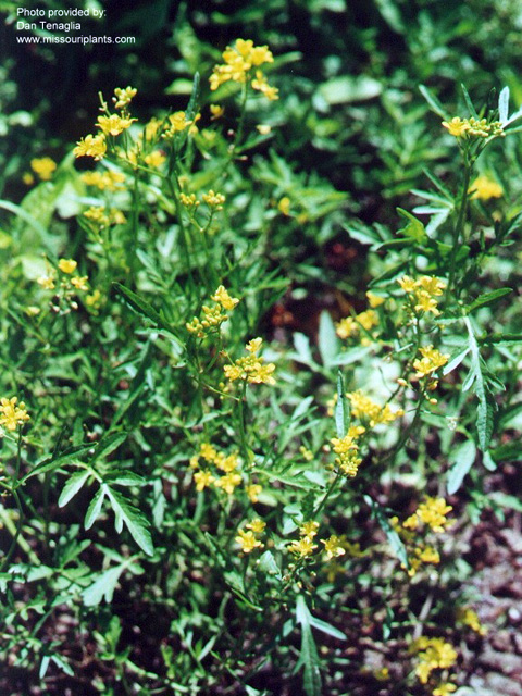 /oda/weeds/oregon-noxious-weeds/noxious%20weeds%20images/creepingyellowcress_plt.jpg