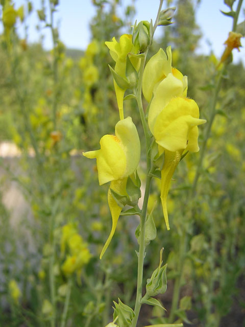 /oda/weeds/oregon-noxious-weeds/noxious%20weeds%20images/dalmatiantoad_flw_ec.jpg