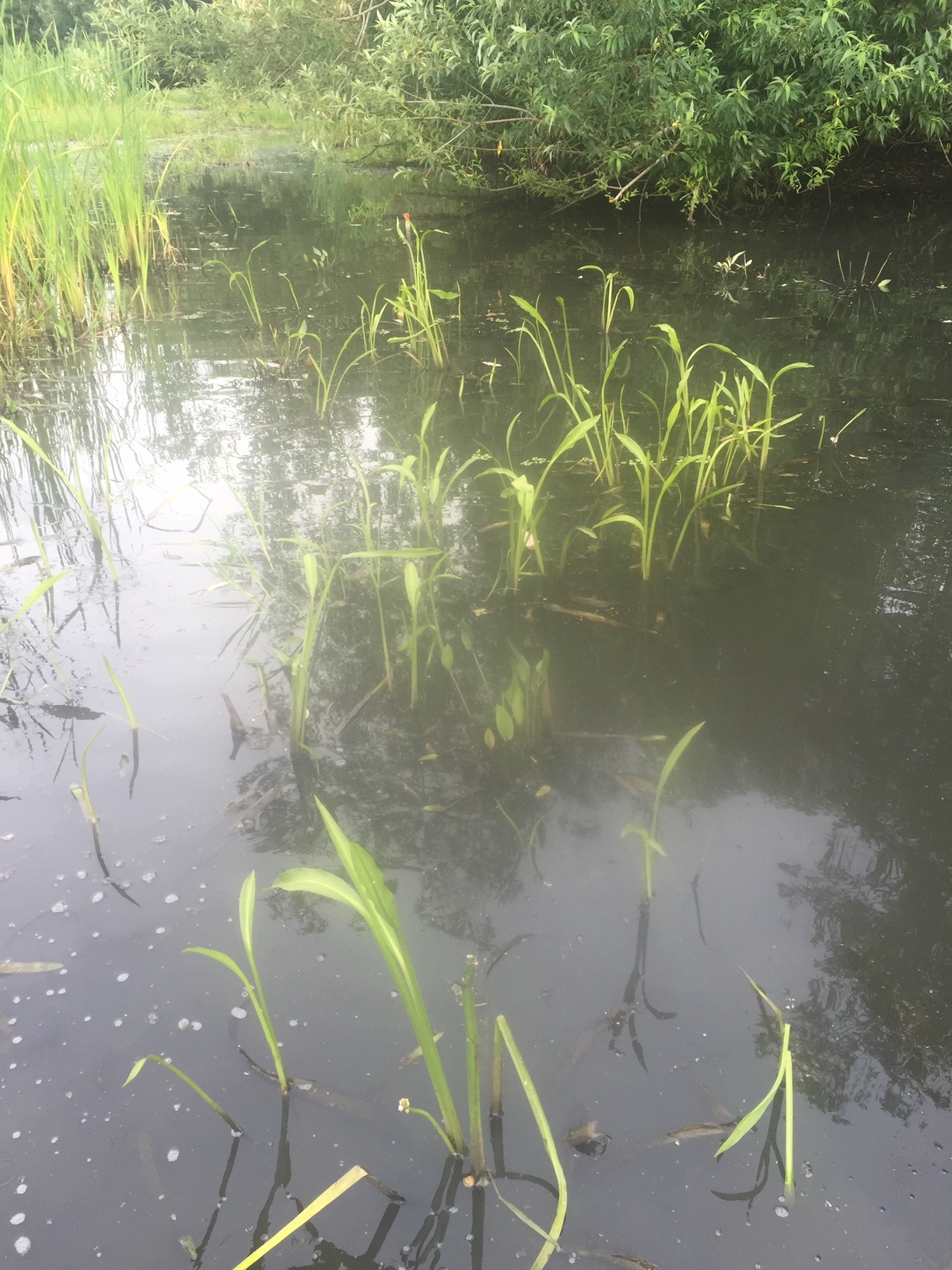 /oda/weeds/oregon-noxious-weeds/noxious%20weeds%20images/delta_arrowhead_infest_astaunch.jpg