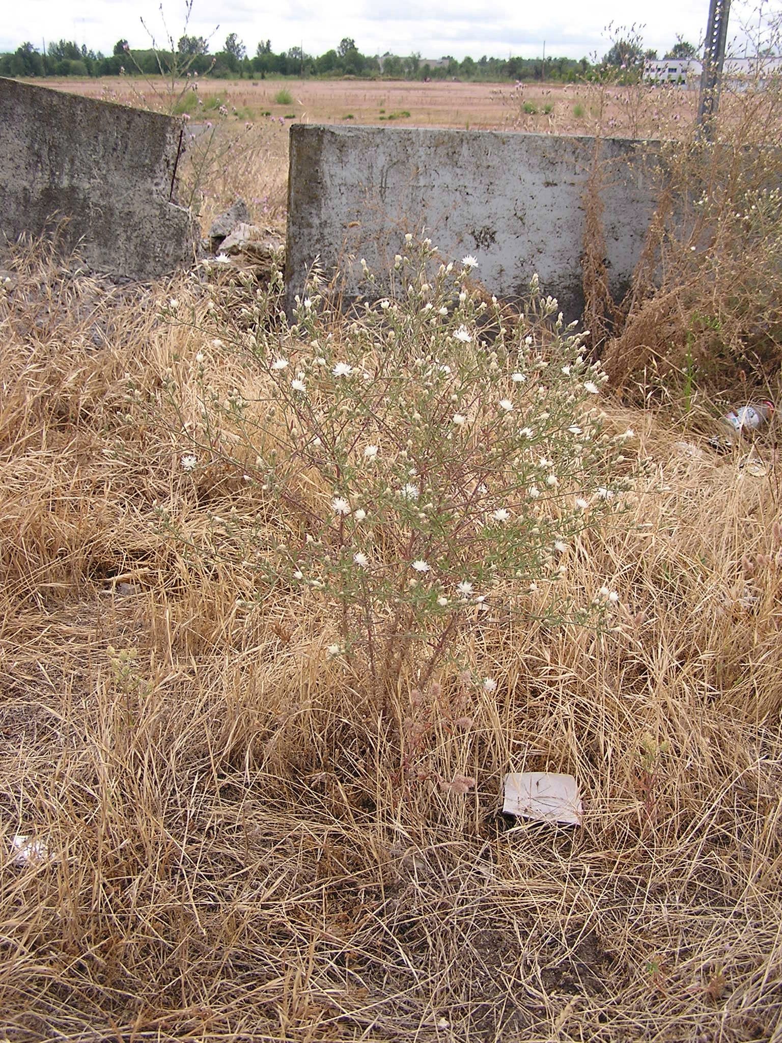 /oda/weeds/oregon-noxious-weeds/noxious%20weeds%20images/diffuseknapweed_plant_ec.jpg