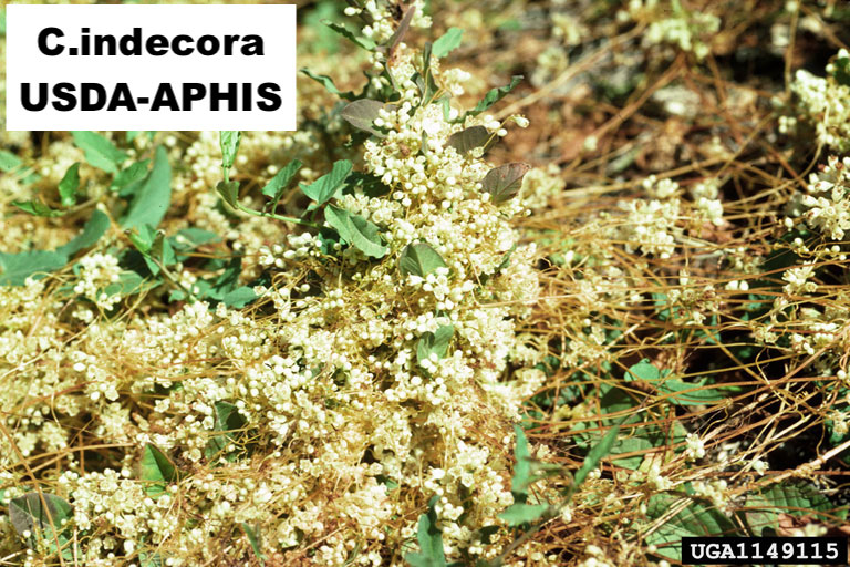 /oda/weeds/oregon-noxious-weeds/noxious%20weeds%20images/dodder_bigseed_aphis.jpg