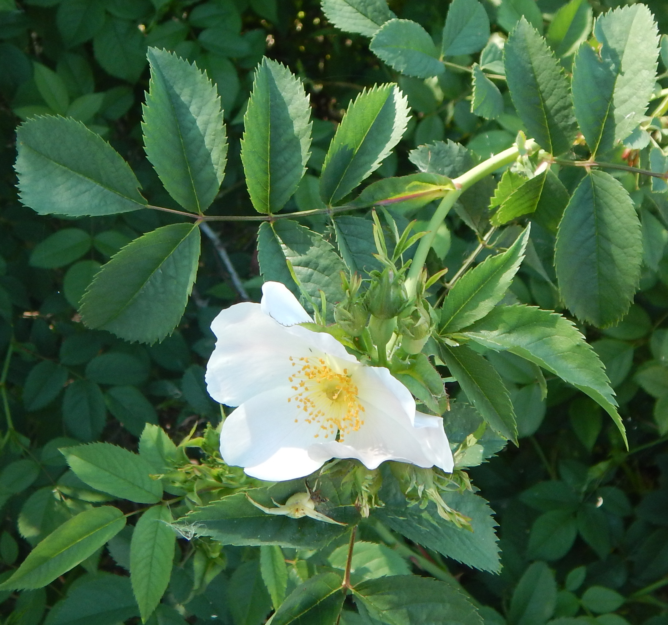 /oda/weeds/oregon-noxious-weeds/noxious%20weeds%20images/dogroseflowerleaves.jpg