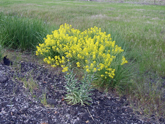 /oda/weeds/oregon-noxious-weeds/noxious%20weeds%20images/dyerswoad_plt_br.jpg