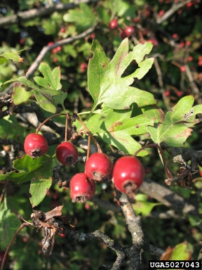 /oda/weeds/oregon-noxious-weeds/noxious%20weeds%20images/englishhawthorn2_amorati.jpg