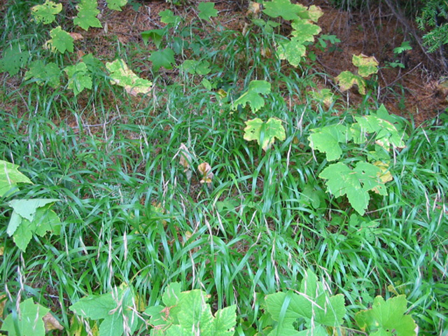 /oda/weeds/oregon-noxious-weeds/noxious%20weeds%20images/falsebrome_gm.jpg