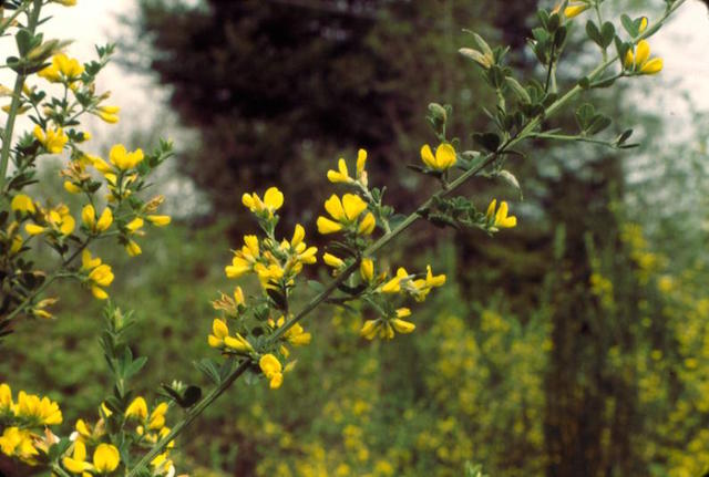 /oda/weeds/oregon-noxious-weeds/noxious%20weeds%20images/fbroom_flw_kf.jpg