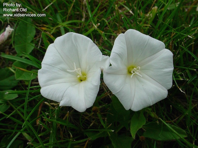 /oda/weeds/oregon-noxious-weeds/noxious%20weeds%20images/fieldbindweed2_rold.jpg