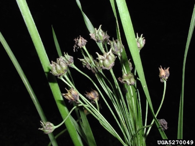 /oda/weeds/oregon-noxious-weeds/noxious%20weeds%20images/floweringrush_frt_lesliemehrhoff.jpg