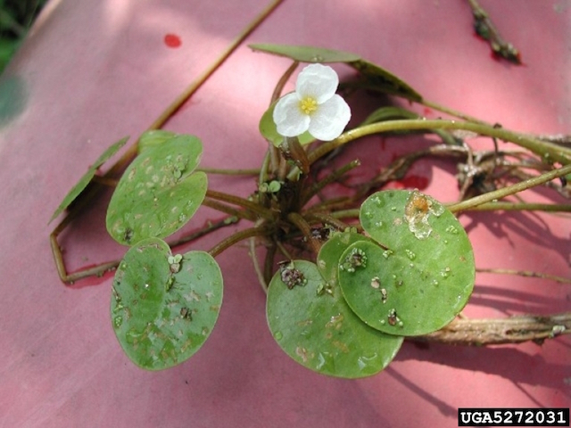 /oda/weeds/oregon-noxious-weeds/noxious%20weeds%20images/frogbit_lmehrhoffbugwood.org.jpg