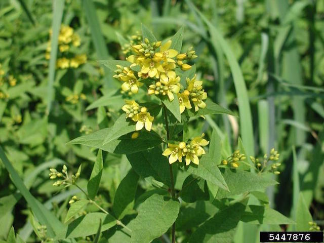 /oda/weeds/oregon-noxious-weeds/noxious%20weeds%20images/gardenloosestrife5447876_lmehrhoff.jpg