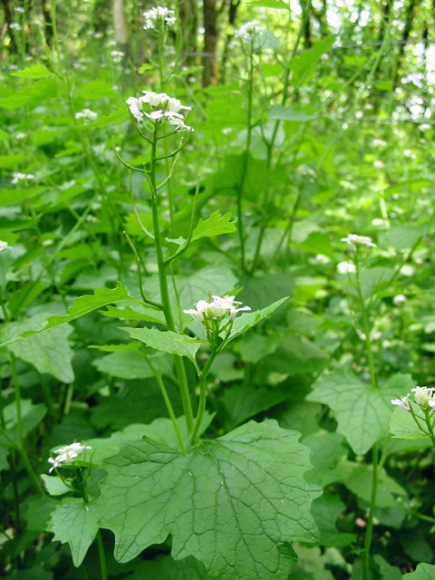 /oda/weeds/oregon-noxious-weeds/noxious%20weeds%20images/garlicmustard_plt_gm.jpg