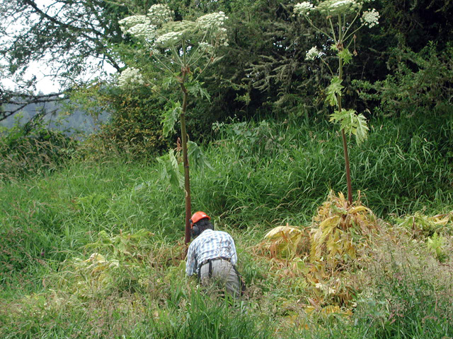 /oda/weeds/oregon-noxious-weeds/noxious%20weeds%20images/ghogweed_oda.jpg