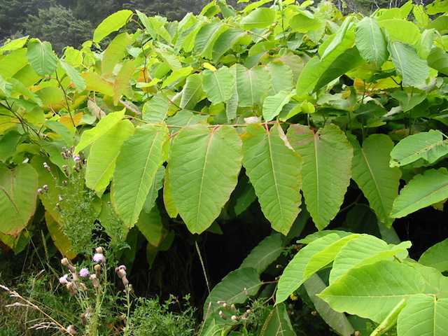 /oda/weeds/oregon-noxious-weeds/noxious%20weeds%20images/giantknotweed_gm.jpg