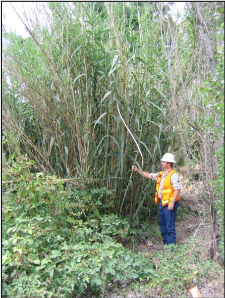 /oda/weeds/oregon-noxious-weeds/noxious%20weeds%20images/giantreedplants.png