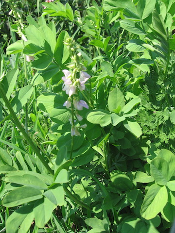 /oda/weeds/oregon-noxious-weeds/noxious%20weeds%20images/goatrueplt2_bb.jpg