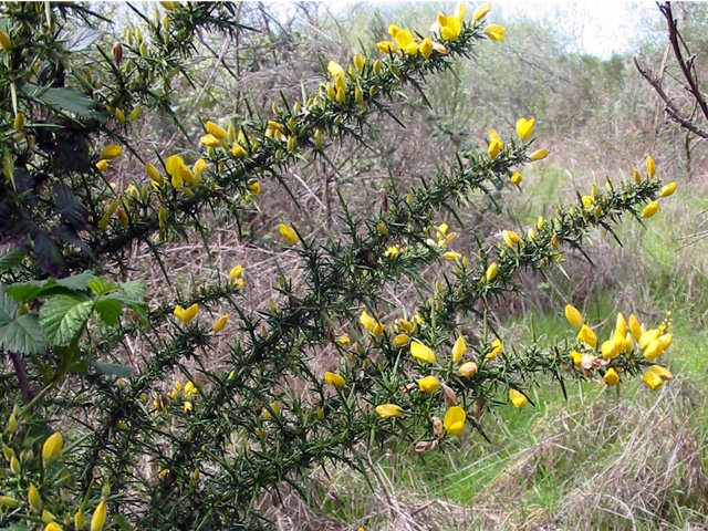 /oda/weeds/oregon-noxious-weeds/noxious%20weeds%20images/gorse_flw_kf.jpg