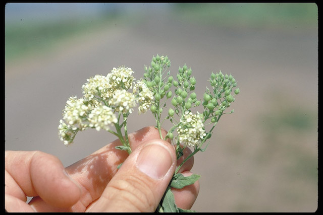 /oda/weeds/oregon-noxious-weeds/noxious%20weeds%20images/hairywhitetop2_dclark.jpg