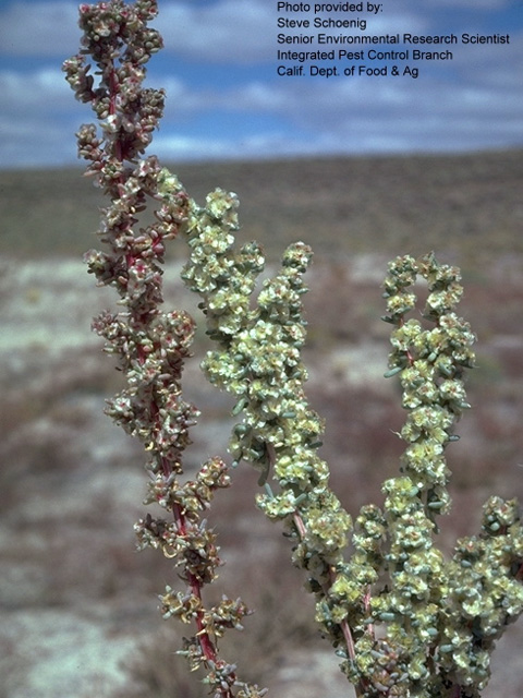 /oda/weeds/oregon-noxious-weeds/noxious%20weeds%20images/halogeton_schoen.jpg