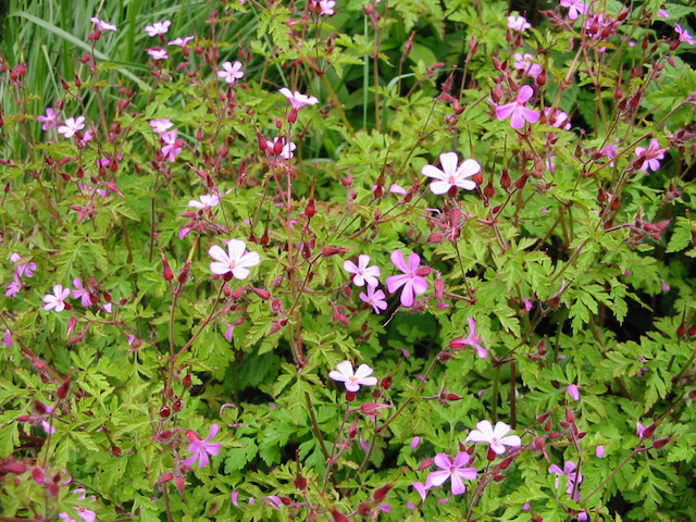 /oda/weeds/oregon-noxious-weeds/noxious%20weeds%20images/herbrobert_flw_tf.jpg