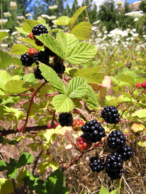 /oda/weeds/oregon-noxious-weeds/noxious%20weeds%20images/himalayanblackberry4.jpg